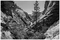 V-shaped walls and tree, Mystery Canyon. Zion National Park ( black and white)