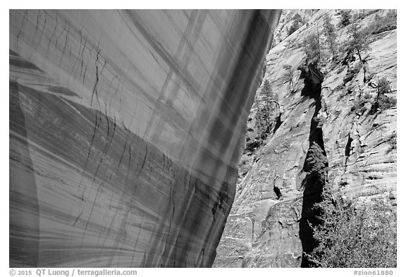 Sheer wall with desert varnish and wall with trees, Mystery Canyon. Zion National Park (black and white)