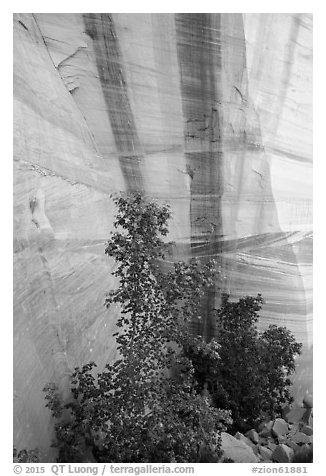 Trees and wall with desert varnish, Mystery Canyon. Zion National Park (black and white)