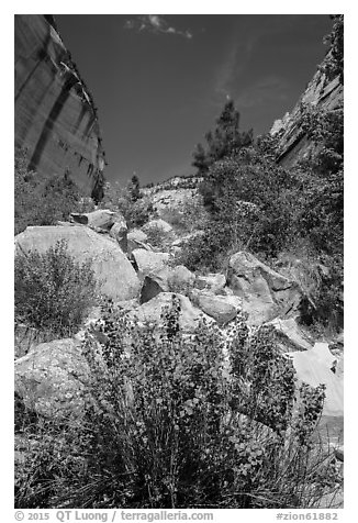 Boulders and landslide, Mystery Canyon. Zion National Park (black and white)