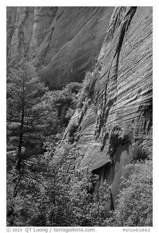 Verdant vegetation and canyon walls, Mystery Canyon. Zion National Park (black and white)