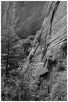 Verdant vegetation and canyon walls, Mystery Canyon. Zion National Park ( black and white)