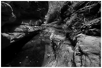 Frog and stream, Mystery Canyon. Zion National Park ( black and white)