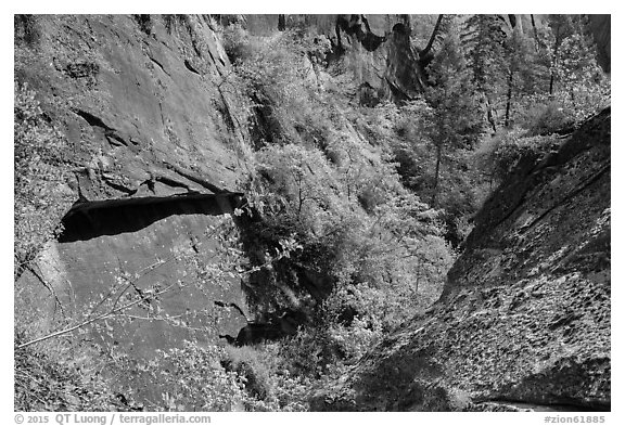 Verdant Mystery Canyon. Zion National Park (black and white)