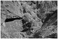Verdant Mystery Canyon. Zion National Park ( black and white)