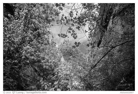 Looking up green foliage and cliffs, Mystery Canyon. Zion National Park (black and white)