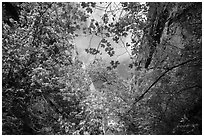 Looking up green foliage and cliffs, Mystery Canyon. Zion National Park ( black and white)