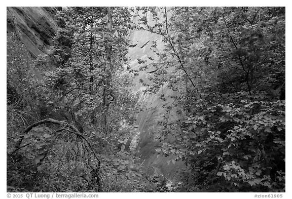 Verdant leaves and sandstone wall, Mystery Canyon. Zion National Park (black and white)