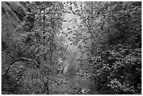 Verdant leaves and sandstone wall, Mystery Canyon. Zion National Park ( black and white)