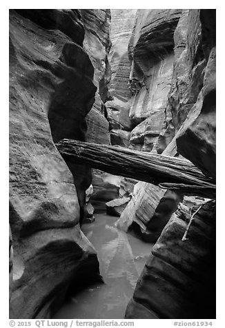 Stuck log in flooded canyon, Pine Creek Canyon. Zion National Park (black and white)