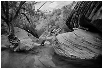 Pool, bouders, and trees, Pine Creek Canyon. Zion National Park ( black and white)