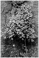 Wildflowers on steep wall. Zion National Park ( black and white)