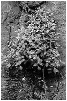 Wildflowers on steep wall. Zion National Park ( black and white)