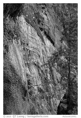 Canyon wall with wildflowers. Zion National Park (black and white)