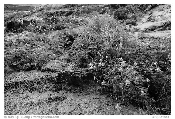 Looking up wildflowers on canyon wall. Zion National Park (black and white)