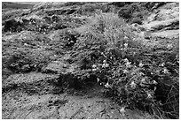 Looking up wildflowers on canyon wall. Zion National Park ( black and white)