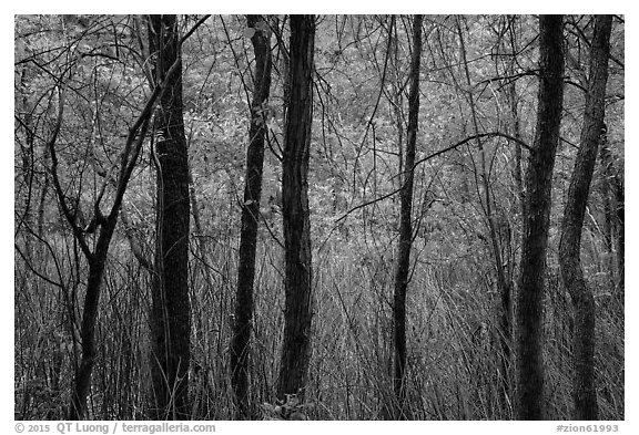 Trees and swamp. Zion National Park (black and white)