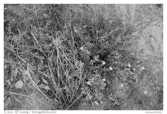 Ground close-up with wildflowers. Zion National Park (black and white)