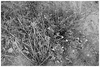 Ground close-up with wildflowers. Zion National Park ( black and white)