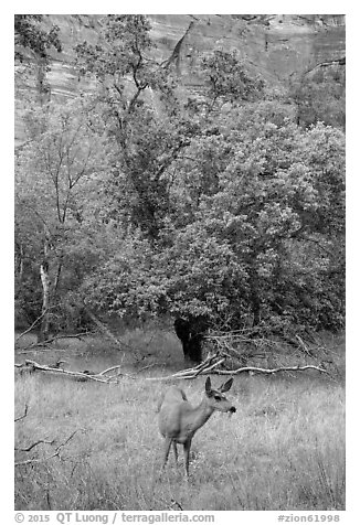 Deer, trees, and canyon walls. Zion National Park (black and white)