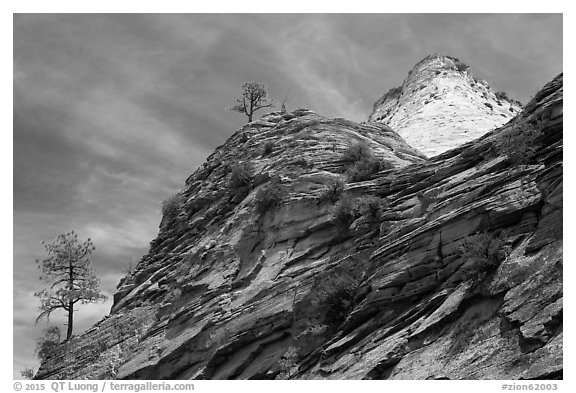 Trees, red and white cliffs, East Zion. Zion National Park (black and white)