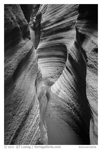 Water-scuptured walls of Keyhole Canyon. Zion National Park (black and white)