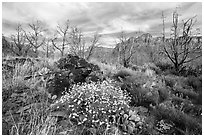 Wildflowers, cacti, and burned trees, Grapevine. Zion National Park ( black and white)