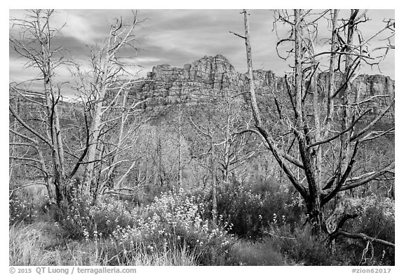 Wildflowers, burned trees, and cliffs, Grapevine. Zion National Park (black and white)