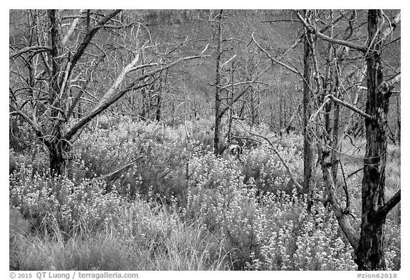 Tree skeletons and wildflowers, Grapevine. Zion National Park (black and white)