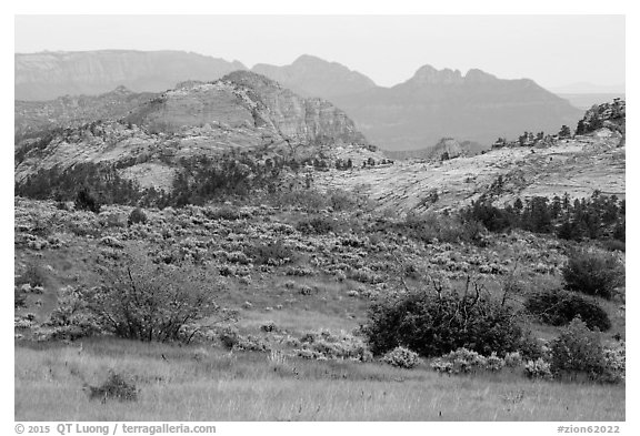 Grasses and sandstone, Kolob Terraces. Zion National Park (black and white)