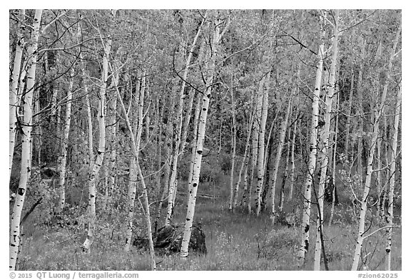 Slender aspen in summer, Lava Point. Zion National Park (black and white)