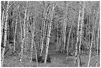 Slender aspen in summer, Lava Point. Zion National Park ( black and white)