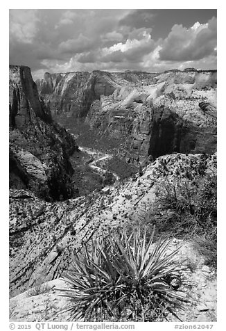 Sotol and Zion Canyon from East Rim. Zion National Park (black and white)