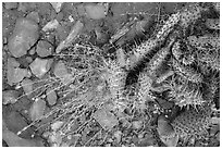 Close-up of flowering cactus, red soil, and hail. Zion National Park ( black and white)