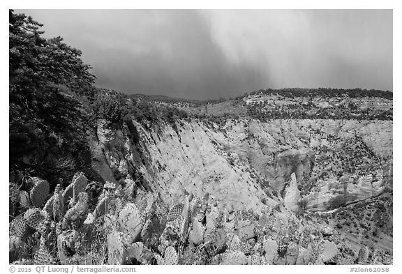 Blooming cactus and East Rim at Observation Point. Zion National Park (black and white)