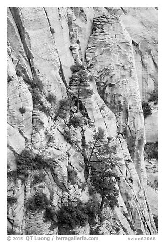 Trees and lightly colored cliffs. Zion National Park (black and white)