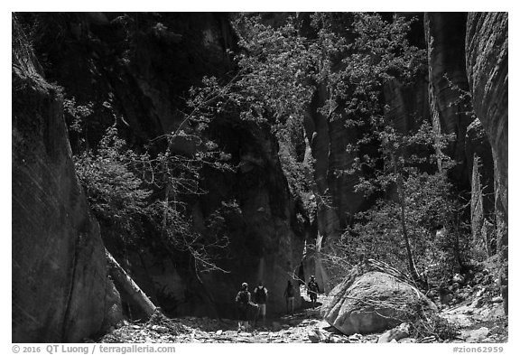 Hiking in dry creek bed, Orderville Canyon. Zion National Park (black and white)