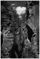 Looking upwards, Orderville Canyon. Zion National Park ( black and white)