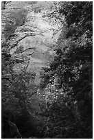 Vegetation and sandstone walls, Orderville Canyon. Zion National Park ( black and white)