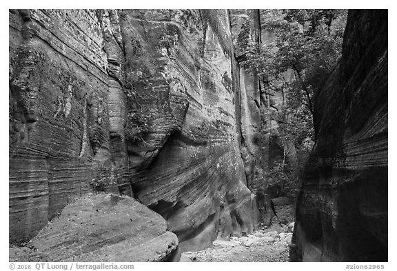Sandstone canyon and vegetation, Orderville Canyon. Zion National Park (black and white)