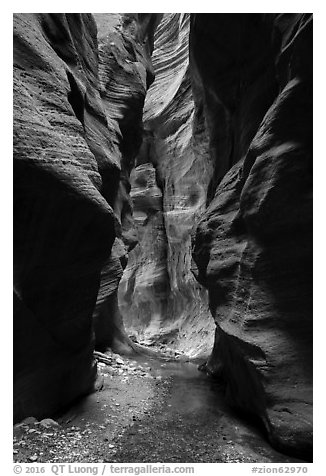 Glowing wall, Orderville Canyon. Zion National Park (black and white)