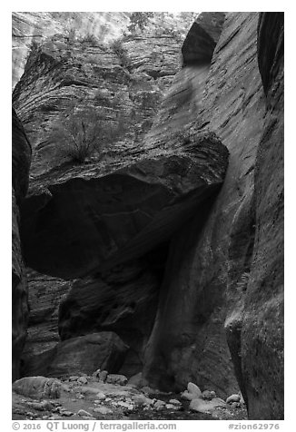 Tree growing on large jammed boulder, Orderville Canyon. Zion National Park (black and white)