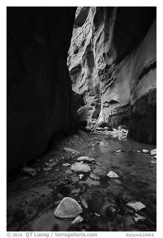Stream and glowing wall, Orderville Canyon. Zion National Park (black and white)