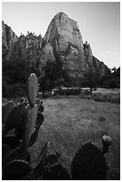 Cactus and Great White Throne. Zion National Park ( black and white)