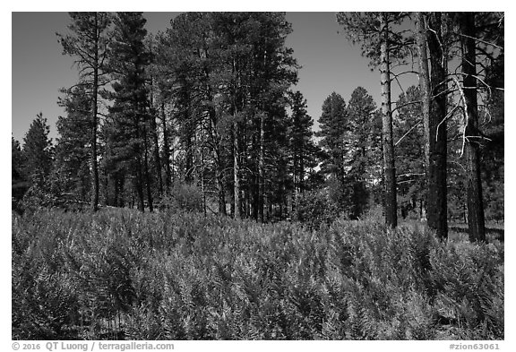 Ferns and pine forest, Wildcat Canyon Trail. Zion National Park (black and white)