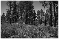 Ferns and pine forest, Wildcat Canyon Trail. Zion National Park ( black and white)