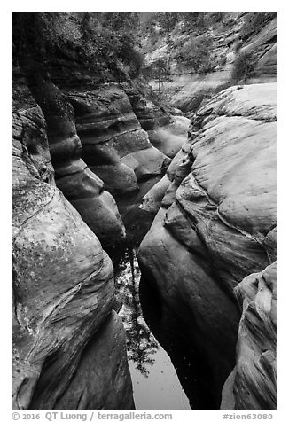 Tree reflected in Left Fork. Zion National Park (black and white)
