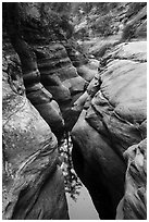 Tree reflected in Left Fork. Zion National Park ( black and white)