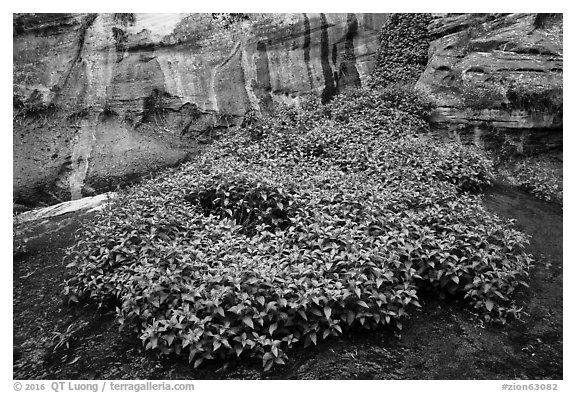 Lush wildflowers in canyon, Left Fork. Zion National Park (black and white)