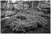 Lush wildflowers in canyon, Left Fork. Zion National Park ( black and white)